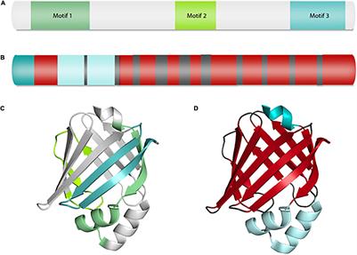 A Dichotomous Role for FABP7 in Sleep and Alzheimer’s Disease Pathogenesis: A Hypothesis